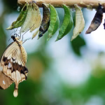 Transforming Business Structures: Leveraging CRM Multi-Company Support with Subdomains