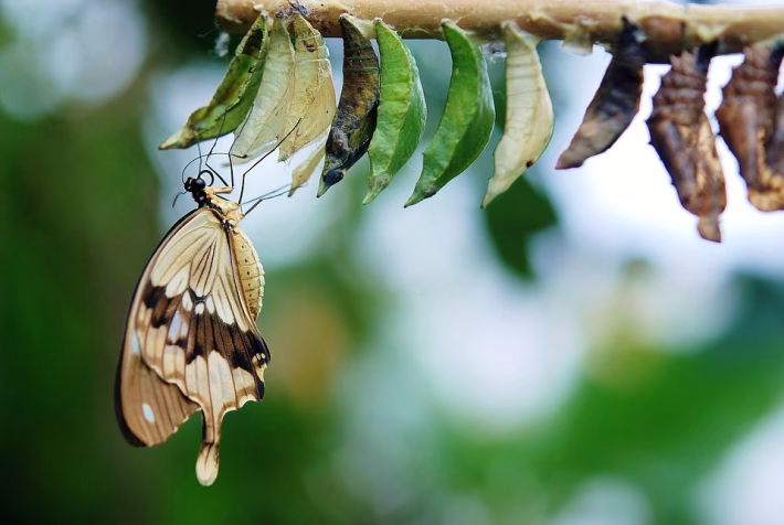 Transforming Business Structures: Leveraging CRM Multi-Company Support with Subdomains