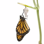 Transform Your Business with Dynamic QR Codes: Flexibility and Functionality Combined!