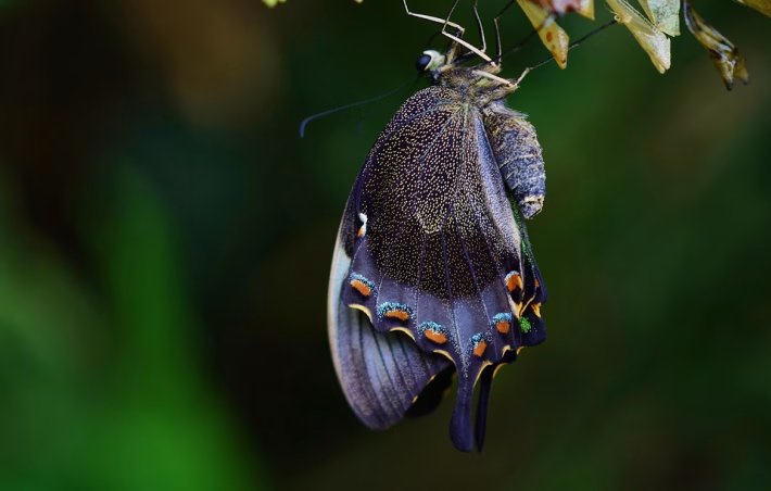 Transform Your vCard: The Ultimate Guide to Including Product Offerings