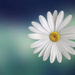 Demystifying White Label SaaS: Key Insights for Businesses Looking to Scale