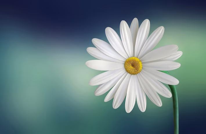 Demystifying White Label SaaS: Key Insights for Businesses Looking to Scale