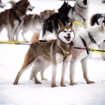 Harnessing the Power of Integration: Best Practices for Your SaaS REST API