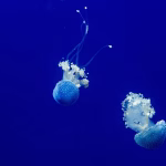 Maximizing CRM Potential: A Deep Dive into REST API Documentation