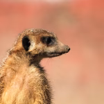 Guarding Your Digital Identity: Top Security Tips for vCard Management