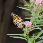 Transforming Asset Allocation: The CRM Advantage for Financial Advisors