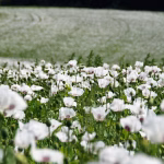 Why White Label SaaS is the Secret Weapon for Startups