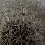 From Chaos to Control: How CRM Automation Enhances Workflow Management