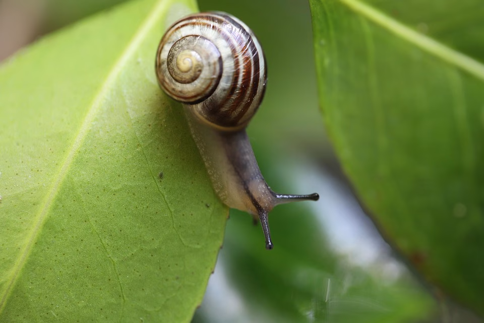 From Snail Mail to Instant Payment: The Rise of Digital Invoices From Snail Mail to Instant Payment: The Rise of Digital Invoices