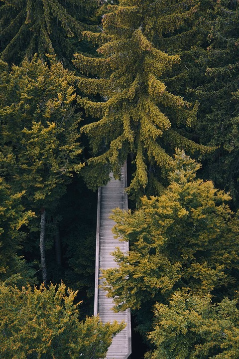 Elevate Your Brand: The Advantages of Custom Domains in CRM Portals