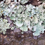Going Green and Going Digital: The Environmental Benefits of Digital Business Cards