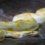 PyCharm: The Ultimate Python IDE? We Weigh the Pros and Cons