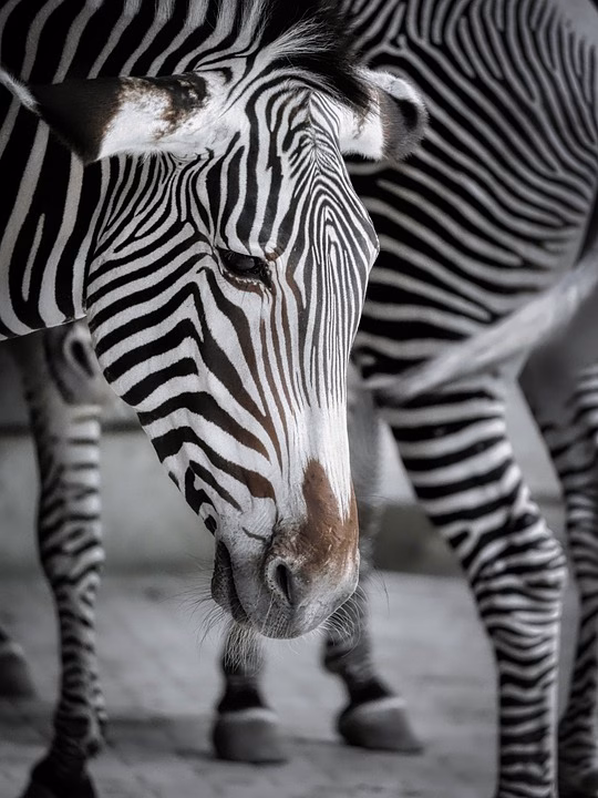 Stripe vs PayPal: Which Payment Processor Reigns Supreme?