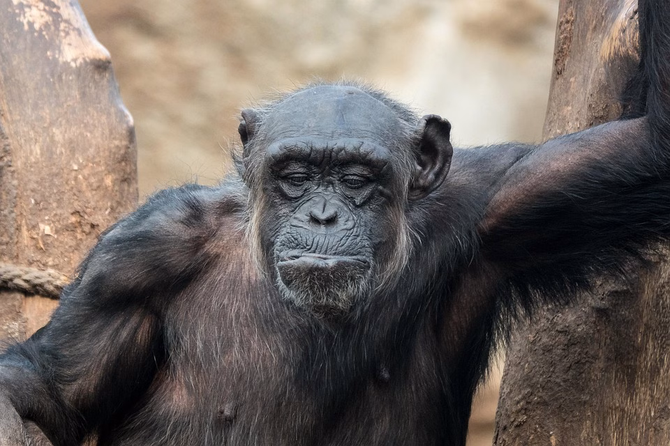 The Evolution of Our SaaS: Highlights from the Latest Release Notes