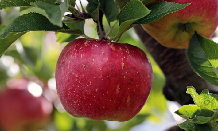 Apple Expands Its Horizons: Key Acquisitions Shape the Tech Landscape in 2025