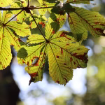 Seasonal Sales and Budget Planning: Preparing Your Business for Fluctuations