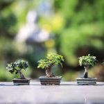 Bonsai Styles Explained: From Traditional to Modern Innovations