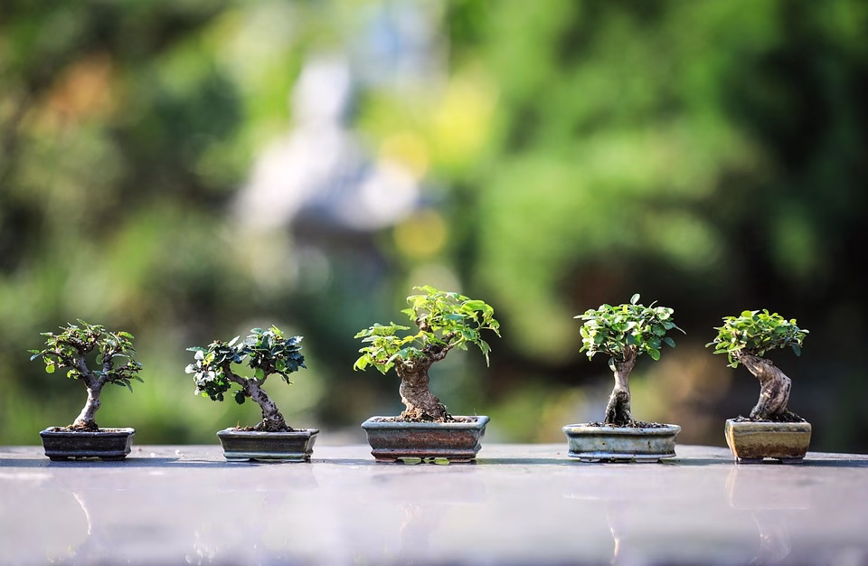Bonsai Styles Explained: From Traditional to Modern Innovations Bonsai Styles Explained: From Traditional to Modern Innovations