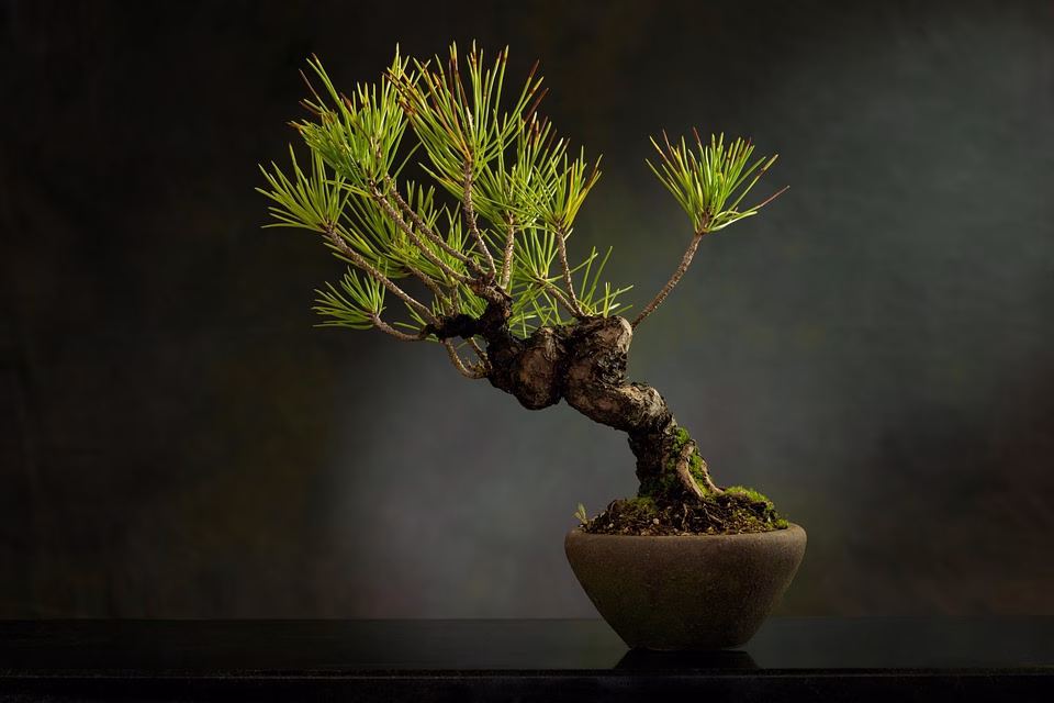 Bonsai Basics: Cultivating Miniature Masterpieces at Home Bonsai Basics: Cultivating Miniature Masterpieces at Home