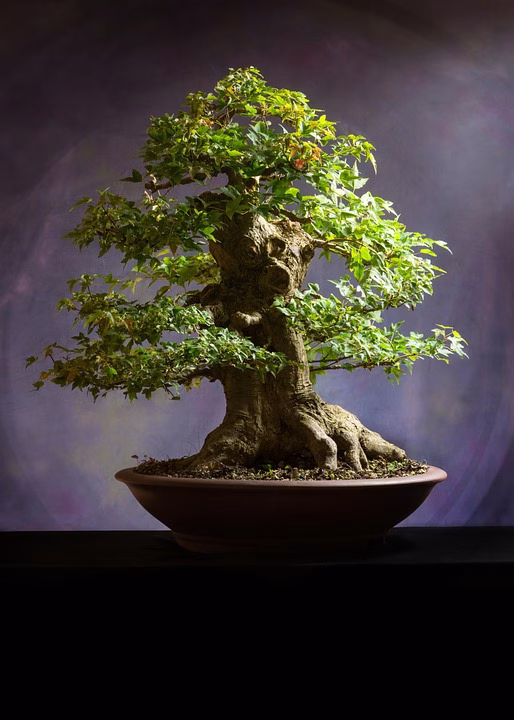 Bonsai Basics: Your Guide to Growing and Caring for Miniature Trees Bonsai Basics: Your Guide to Growing and Caring for Miniature Trees