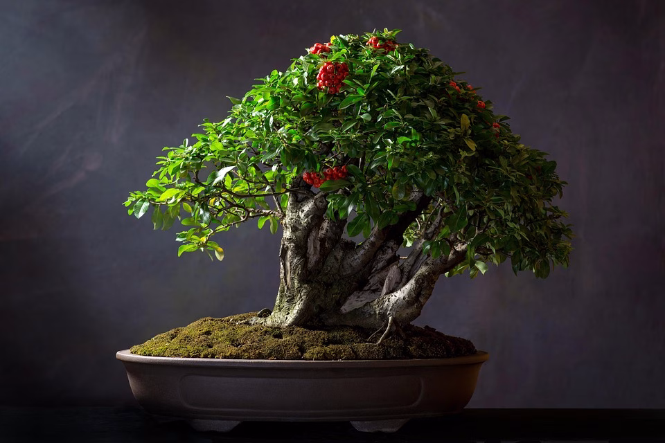 Bonsai Basics: A Beginner’s Guide to Growing Miniature Trees