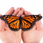 Transform Your Operations: How Microsoft Dynamics 365 Drives Efficiency