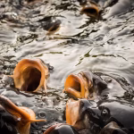 From Chaos to Clarity: Managing Projects Efficiently with Highrise