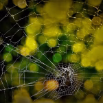 From Chaos to Clarity: The Benefits of Using Agile Project Management Tools