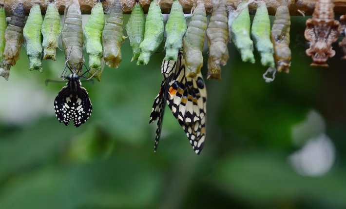 Transforming Business Operations: A Deep Dive into Apptivo’s Versatile Features