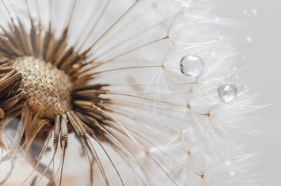 Transparent Connections: The Importance of Privacy Policies for Digital Networking