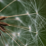 From Seed to Series A: Strategies for Startups in 2025
