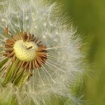 From Seed to Scale: A Guide to Raising Capital for Your Software Startup
