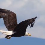 Work Smarter, Not Harder: Essential Free Apps for Ultimate Productivity
