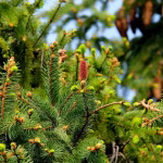 Sustainable Practices: Increasing Profitability While Going Green