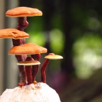 Bonsai Basics: A Beginner’s Guide to Miniature Gardening