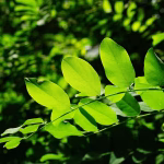 Go Green: Why Digital Cards Are Perfect for Eco-Conscious Artisans