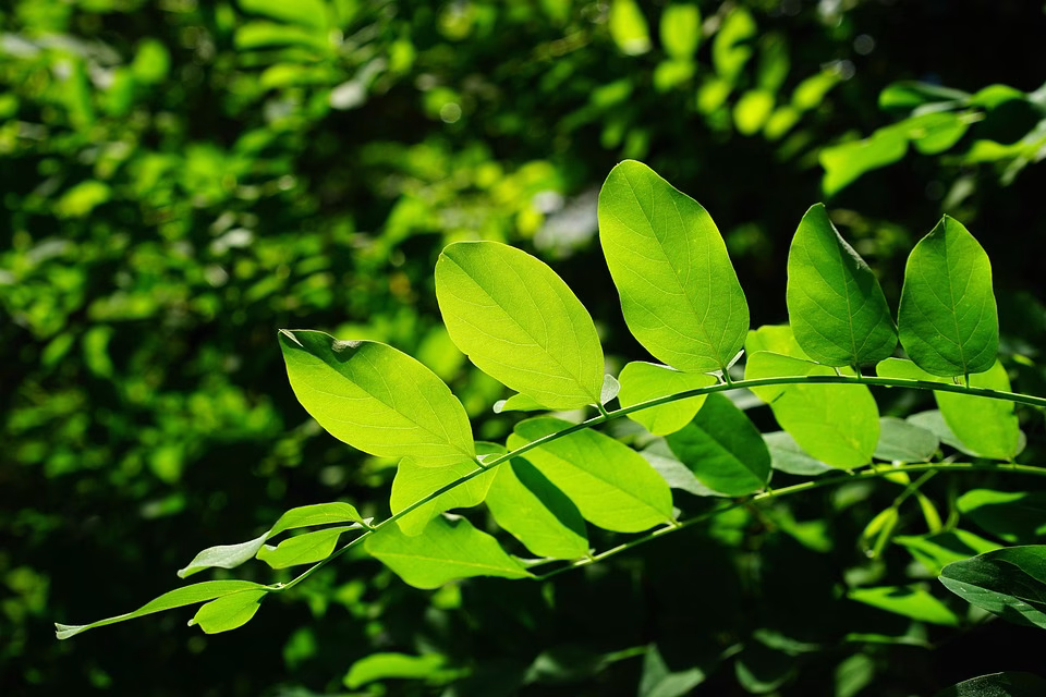 Go Green: Why Digital Cards Are Perfect for Eco-Conscious Artisans Go Green: Why Digital Cards Are Perfect for Eco-Conscious Artisans