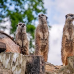 Guarding Your vCard: The Importance of Digital Security in a Connected World
