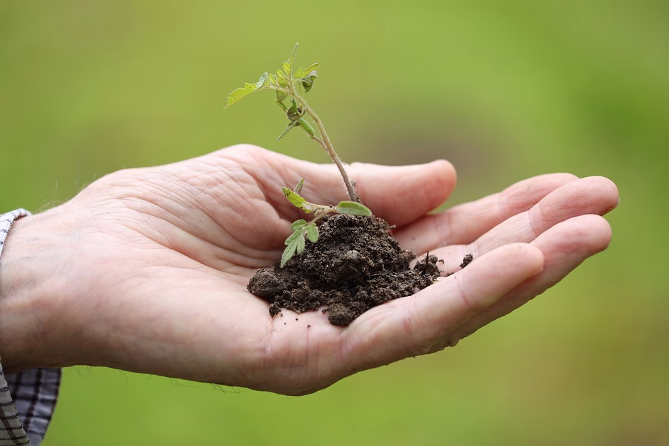Nurturing Leads: The Art of Turning Interest into Sales Nurturing Leads: The Art of Turning Interest into Sales