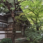 The Zen of Bonsai: Finding Peace in Nature’s Tiny Treasures