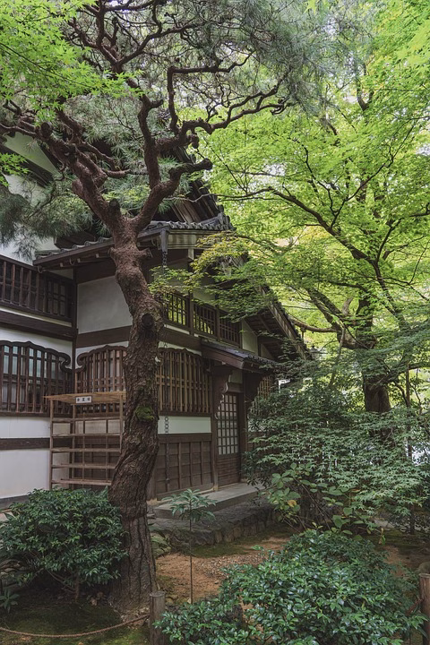 The Zen of Bonsai: Finding Peace in Nature’s Tiny Treasures