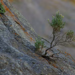 Tenacity and Tech: The Inspiring Journey of [Founder’s Name] and [Company Name]