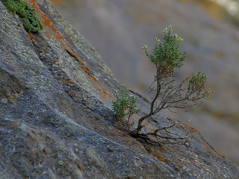 Tenacity and Tech: The Inspiring Journey of [Founder’s Name] and [Company Name]