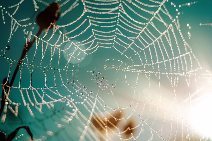 Web Design Face-Off: Why WordPress and Webflow Both Deserve Your Attention
