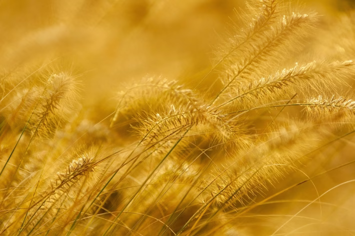 The Gold Standard: Software Tools That Stand the Test of Time