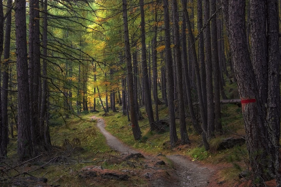 The Path to Purchase: Automated Lead Nurturing Strategies that Work The Path to Purchase: Automated Lead Nurturing Strategies that Work