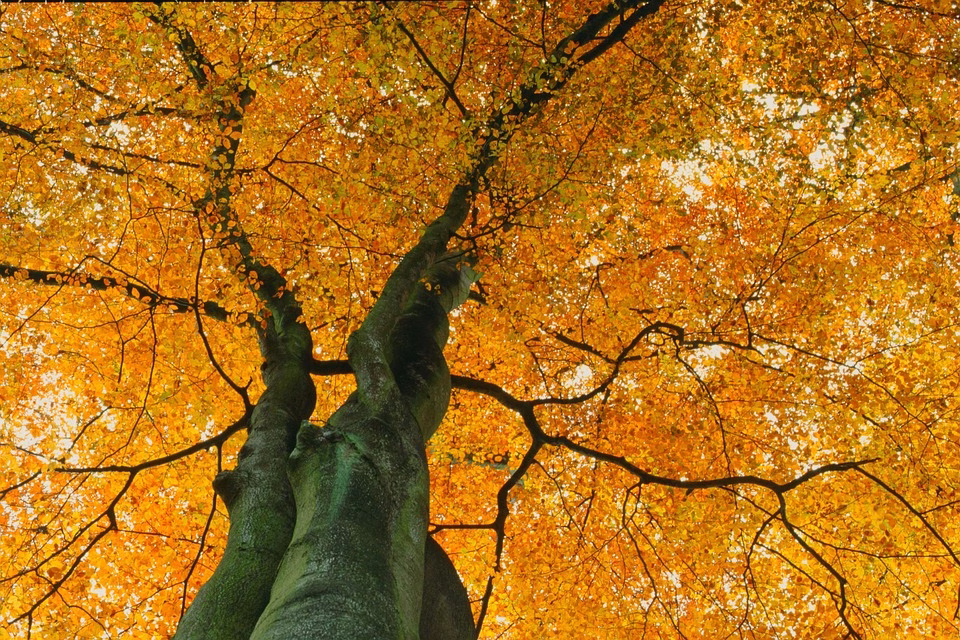 Case Study: How an Effective CRM Transformed Our IT Services