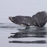 Dive into Airtable: The Essential Beginner’s Handbook for Project Management