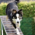 Boosting Agility: The Role of Multi-Cloud Management in Digital Transformation