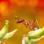 From Bugs to Features: Tracking Your Project Progress in Jira